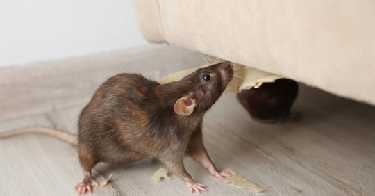 Rat near damaged furniture indoors