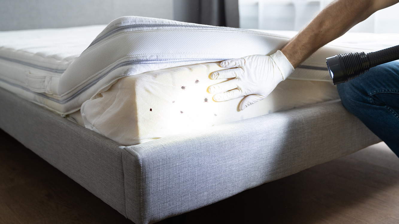 Bed Bug Control