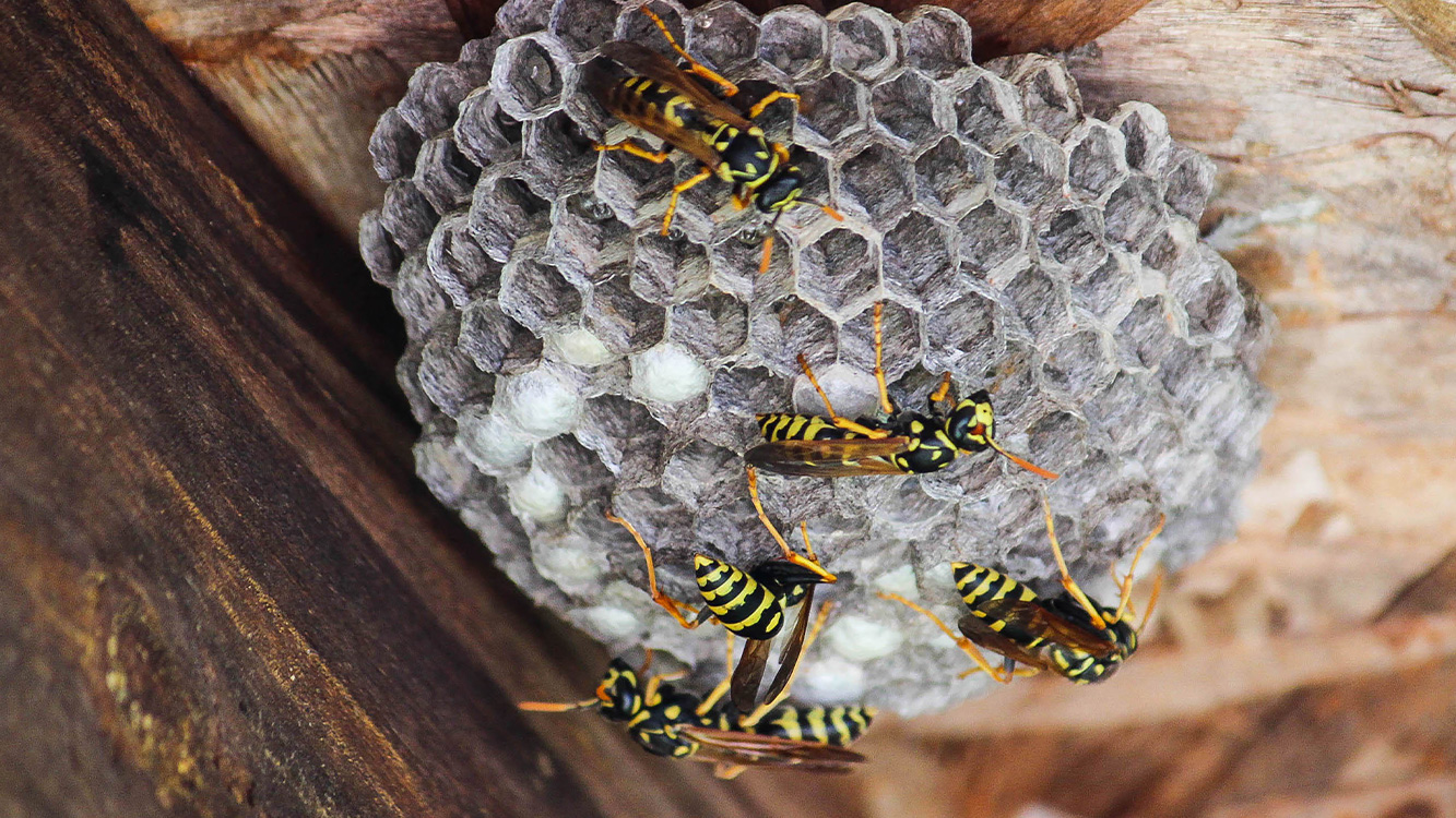 Bee & Wasp Control