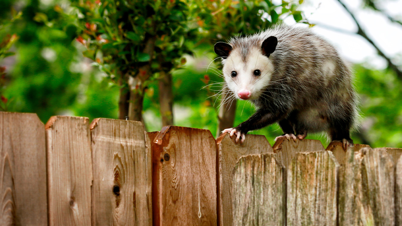 Possum Control
