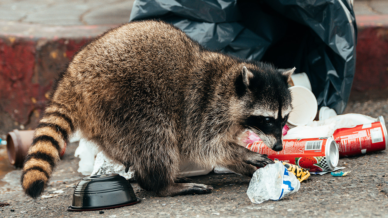 Raccoon Removal
