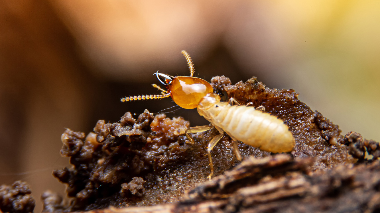 Termite Control